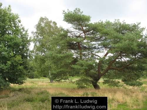 Lneburger Heide